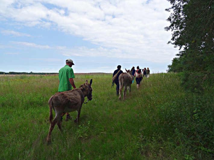 Impression Eselwanderung im Havelland