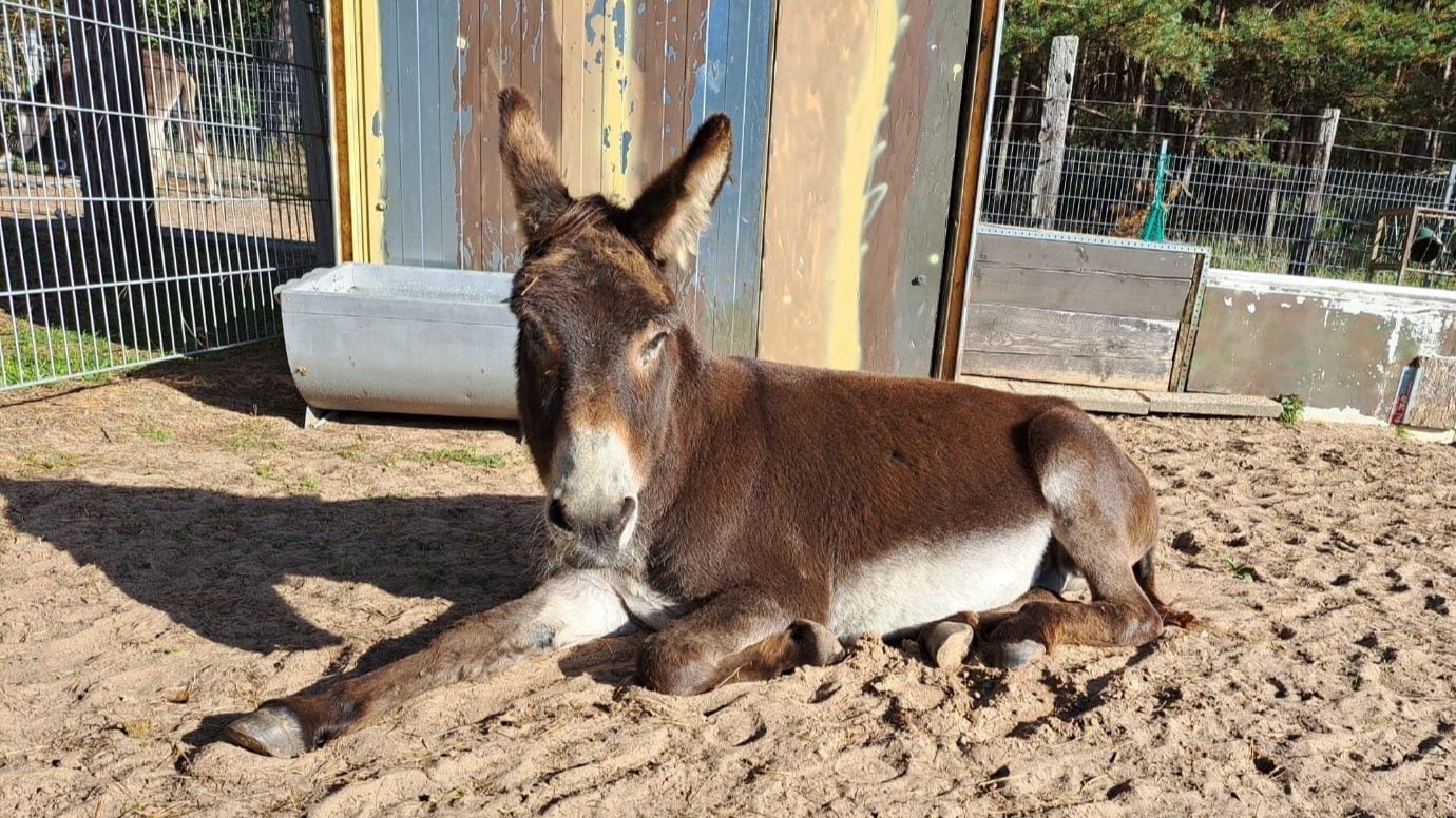 Eselfreunde im Havelland, Brandenburg