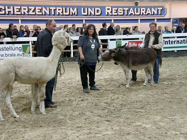 Christine mit Ikarus im Ring