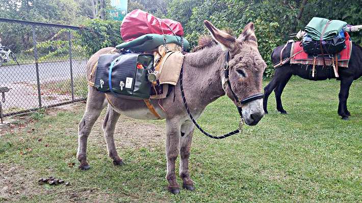 Esel Sandor mit seinem neuen Packsattel.