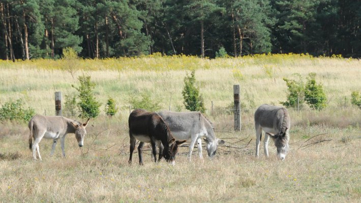 So schön leben unsere Esel in ihrer Freizeit Filmesel - artgerecht auf der großen Koppel