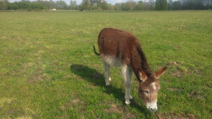 Ikarus in seiner Freizeit Ikarus in seiner Freizeit