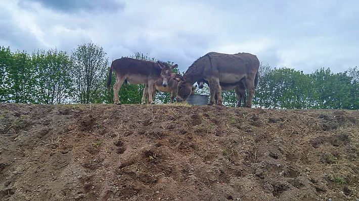 Wissen über die Bedürfnisser der Esel sind grundlegend für eine gesunde Fütterung. Wissen über die Bedürfnisser der Esel sind grundlegend für eine gesunde Fütterung.