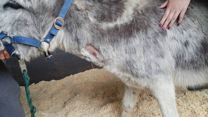 Herbie vor dem Eingriff mit Kanülenzugang in der Halsvene