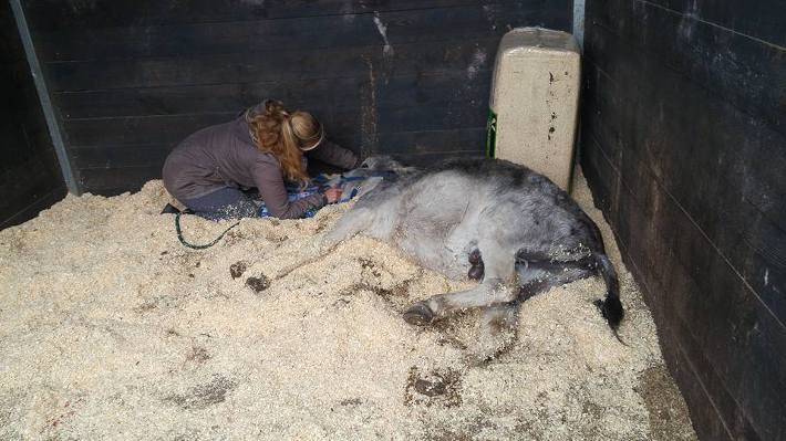 Die Narkose wirkt. Herbie liegt in der sauberen Streu