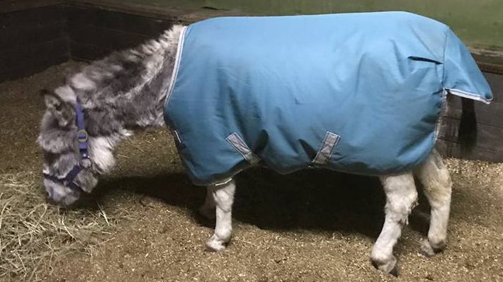 Herbies erste Mahlzeit nach der OP