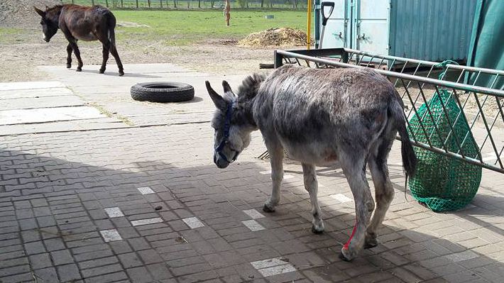 Das Laufen fällt Herbie noch schwer aber es wird besser