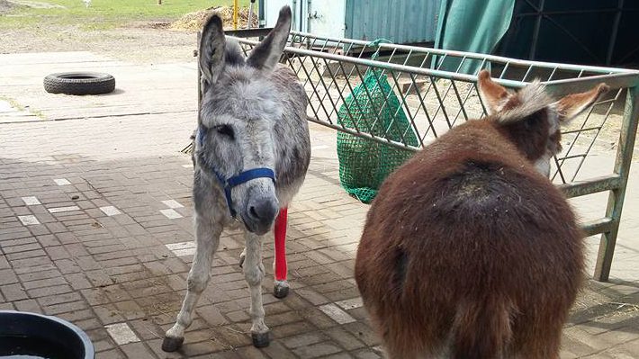 Herbie sieht schon wieder viel besser aus.