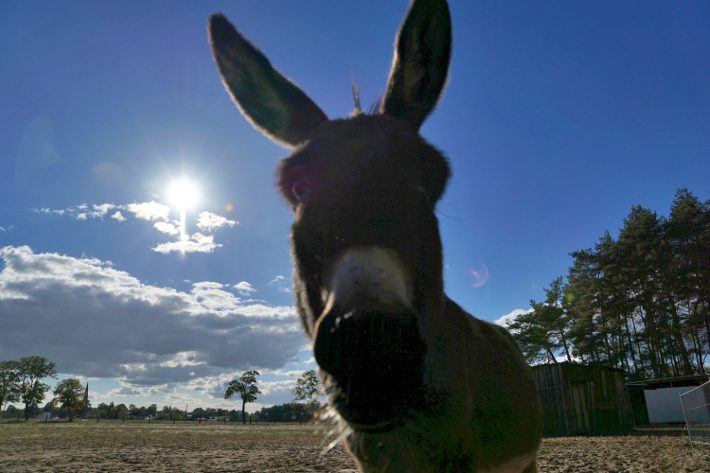 Esel im Gegenlicht Esel im Gegenlicht