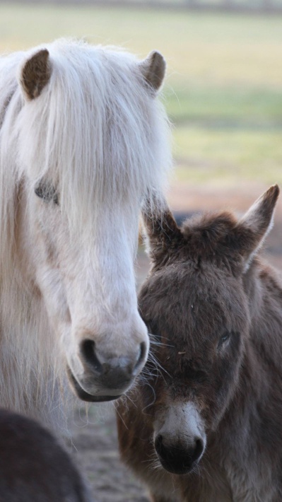 Sir Henry mit seinem besten Freund Lysier Sir Henry mit seinem besten Freund Lysier