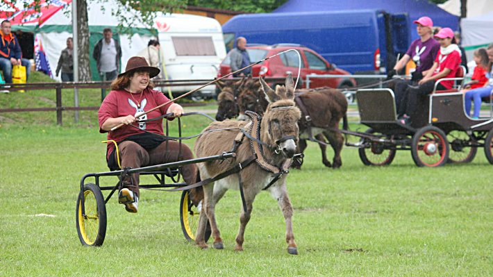 Esel vor der Kutsche, Vorführung im Großen Ring Esel vor der Kutsche, Vorführung im Großen Ring