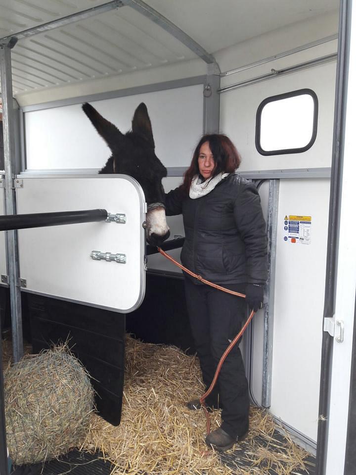 Vitel auf dem Pferdehänger Vitel auf dem Pferdehänger