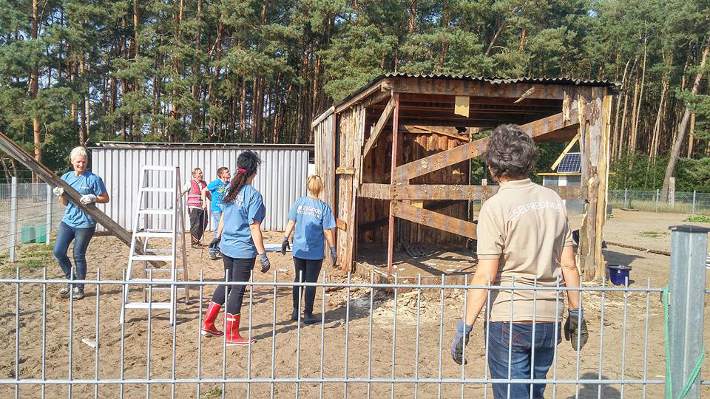 Die Zalando-Helfer beim Abriss unseres alten Holzstalls auf der Sommerkoppel, unterstützt von Dörte und Anja. Die Zalando-Helfer beim Abriss unseres alten Holzstalls auf der Sommerkoppel, unterstützt von Dörte und Anja.