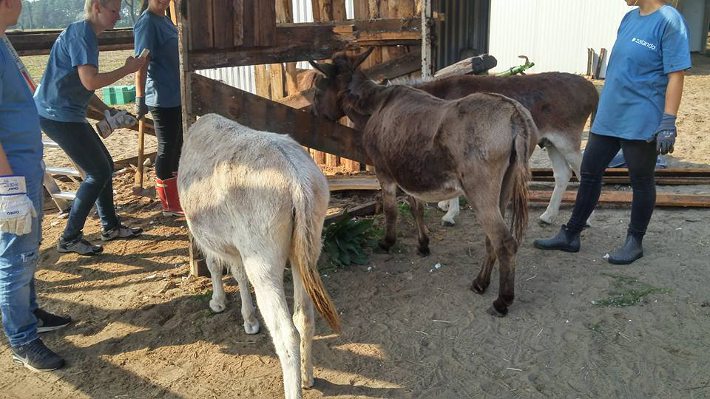 Was macht ihr da mit unserem Stall? Was macht ihr da mit unserem Stall?