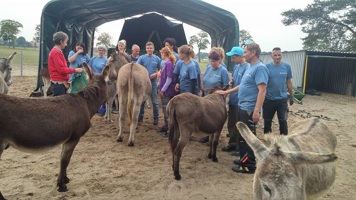 Hurra, das Stallzelt steht. Nun ist die Esel-Welt wieder in Ordnung. Hurra, das Stallzelt steht. Nun ist die Esel-Welt wieder in Ordnung.