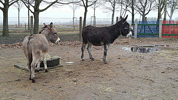 Donkey und Locke - erste Malzeit bei den Eselfreunden