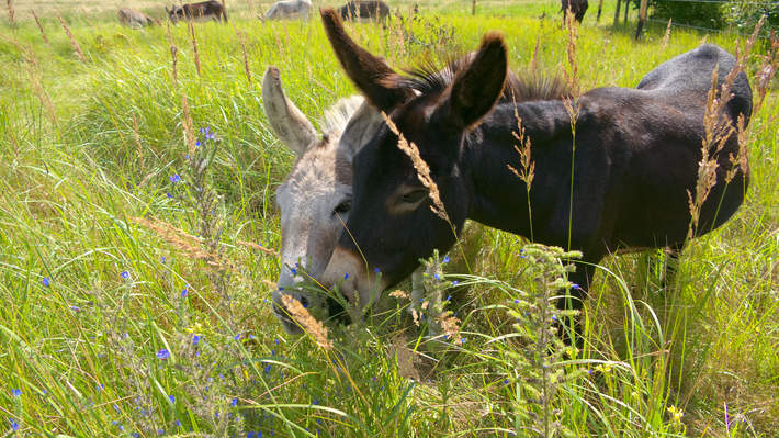Eselin Lilli mit ihrer Freundin, Eselin Lolo. Eselin Lilli mit ihrer Freundin, Eselin Lolo.
