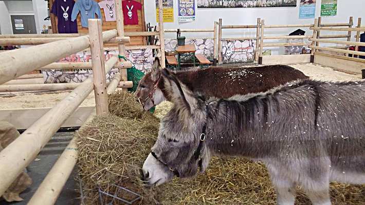 Ronja und Ikarus - Grüne Woche 2017 Ronja und Ikarus - Grüne Woche 2017