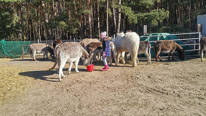 Ergänzungsfutter für die Esel aus dem Futtereimer. Ergänzungsfutter für die Esel aus dem Futtereimer.