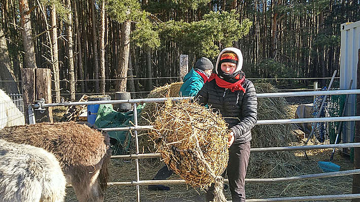 Artgerechte Fütterung für Esel- Stroh aus dem Heunetz Artgerechte Fütterung für Esel- Stroh aus dem Heunetz