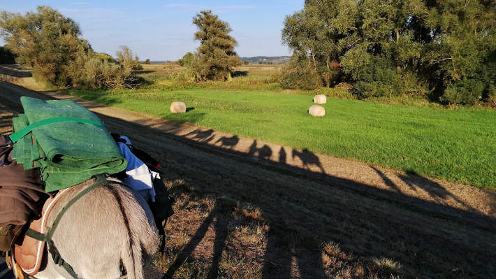 Eseliges Schattenspiel Eseliges Schattenspiel