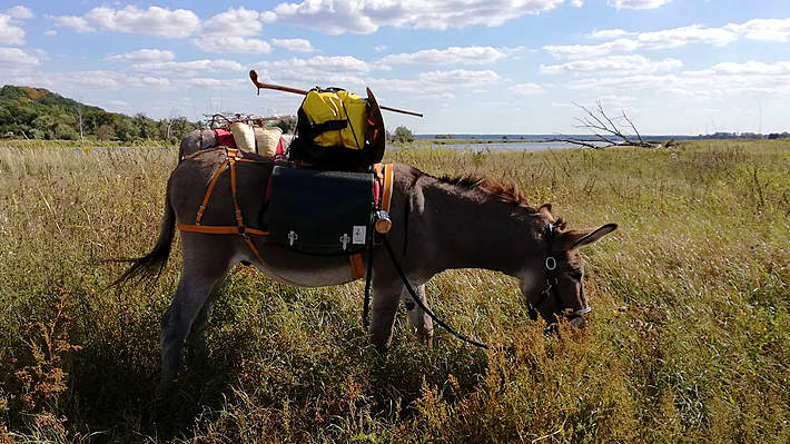 Esel Sandor bei einer kurzen Pause mit Picknick. Esel Sandor bei einer kurzen Pause mit Picknick.