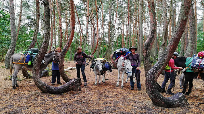 Der krumme Wald von Nowe Czarnowo. Der krumme Wald von Nowe Czarnowo.