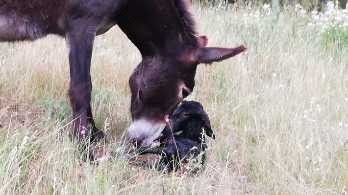 Eselfohlen Calimero mit seiner Mama Lisa