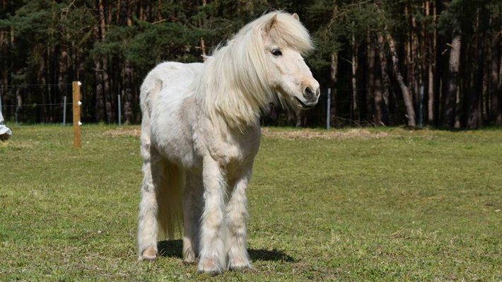 Lysier auf der Eselkoppel, Eselfreunde im Havelland, Brandenburg Lysier auf der Eselkoppel, Eselfreunde im Havelland, Brandenburg