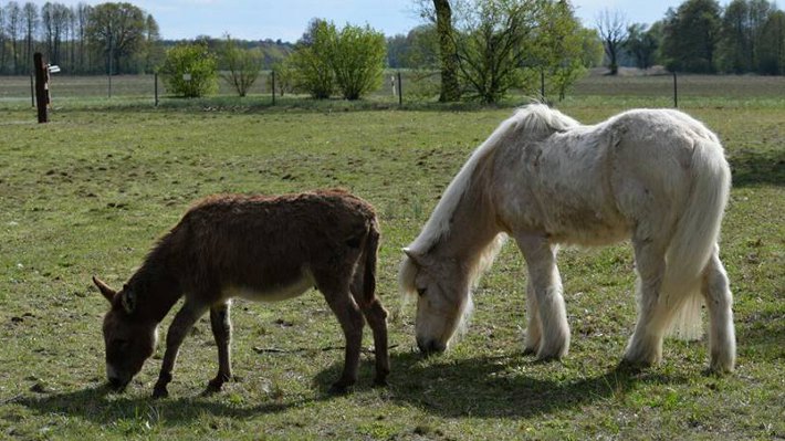 Islandpferd Lysier und Esel Sir Henry, Eselfreunde im Havelland, Brandenburg Islandpferd Lysier und Esel Sir Henry, Eselfreunde im Havelland, Brandenburg