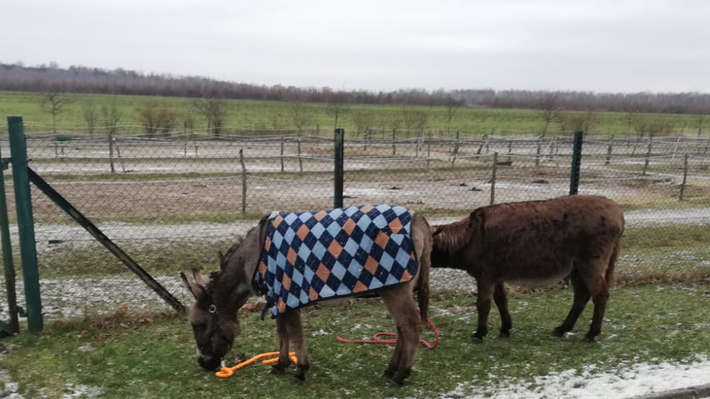 Eselin Marie und Eselin Ines in der Pferdeklinik Seeburg Eselin Marie und Eselin Ines in der Pferdeklinik Seeburg