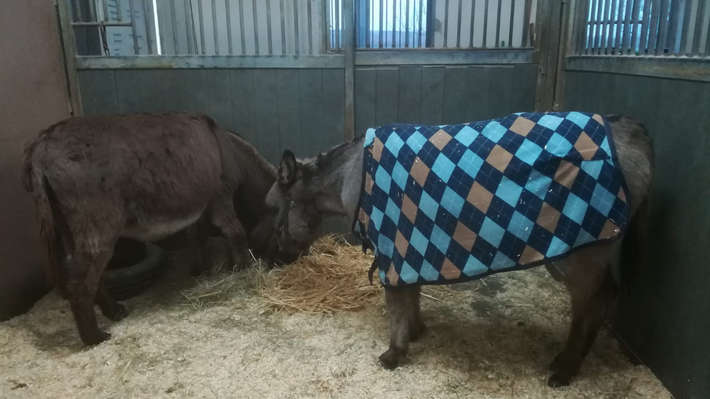 images/artikel/news/2019/Abschied_von_Marie_2019/Adieu-Marie.jpg Eselin Marie in der Pferdeklinik Seeburg