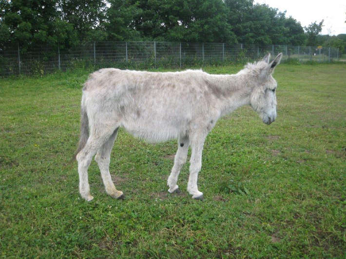 Eselstute Samubaja im Juni 2011