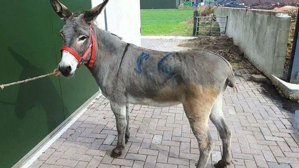 Eselin Kaatje vor dem Schlachter gerettet. Eselin Kaatje vor dem Schlachter gerettet.