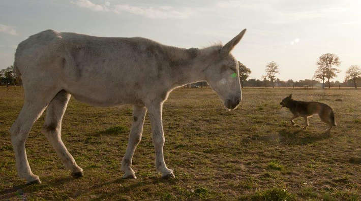 Eselstute Samubaja endlich in der Herde angekommen
