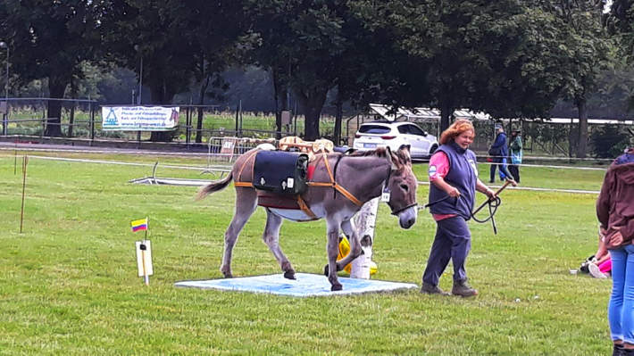 Filmesel Sandor mit Christine im Packsattelparcours, Eselfreunde im Havelland e. V., Brandenburg Filmesel Sandor mit Christine im Packsattelparcours, Eselfreunde im Havelland e. V., Brandenburg