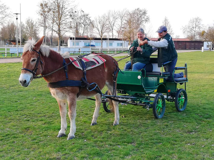 Kurs im Gespannfahren beim Eselfeunde im Havelland e. V. in Paaren - Brandenburg Kurs im Gespannfahren beim Eselfeunde im Havelland e. V. in Paaren - Brandenburg