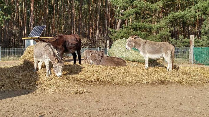 Eselgruppe im Havelland