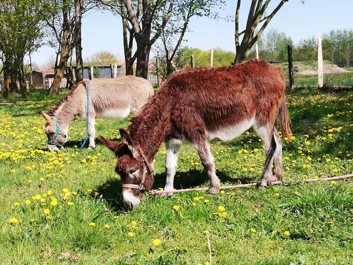 Eselwanderung im Havelland, Brandenburg Eselwanderung im Havelland, Brandenburg