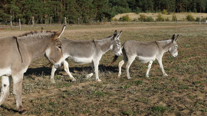 Esel auf der Weide beim Eselfreunde im Havelland e. V. in Brandenburg Esel auf der Weide beim Eselfreunde im Havelland e. V. in Brandenburg