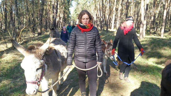 Eselwandern beim Eselfreunde im Havelland e. V. in Brandenburg Eselwandern beim Eselfreunde im Havelland e. V. in Brandenburg