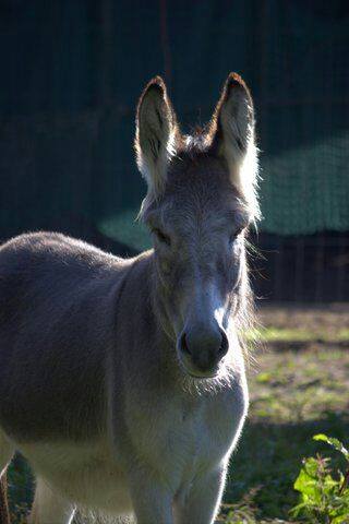 Eselfreunde im Havelland e. V., Brandenburg Eselfreunde im Havelland e. V., Brandenburg