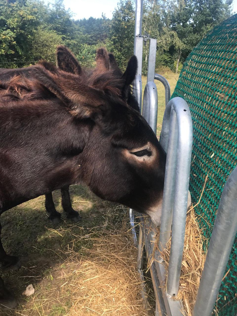 Eselfreunde Futterraufe Mittelbrandenburgische Sparkasse