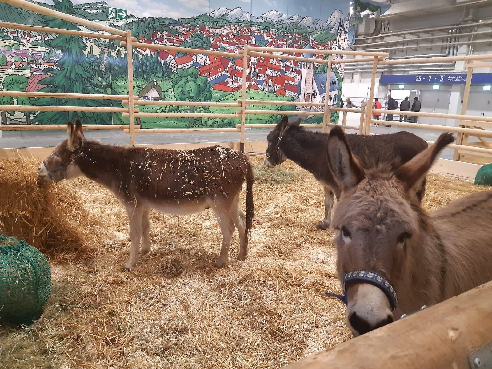 Eselfreunde im Havelland, Brandenburg, Eselkalender 2025