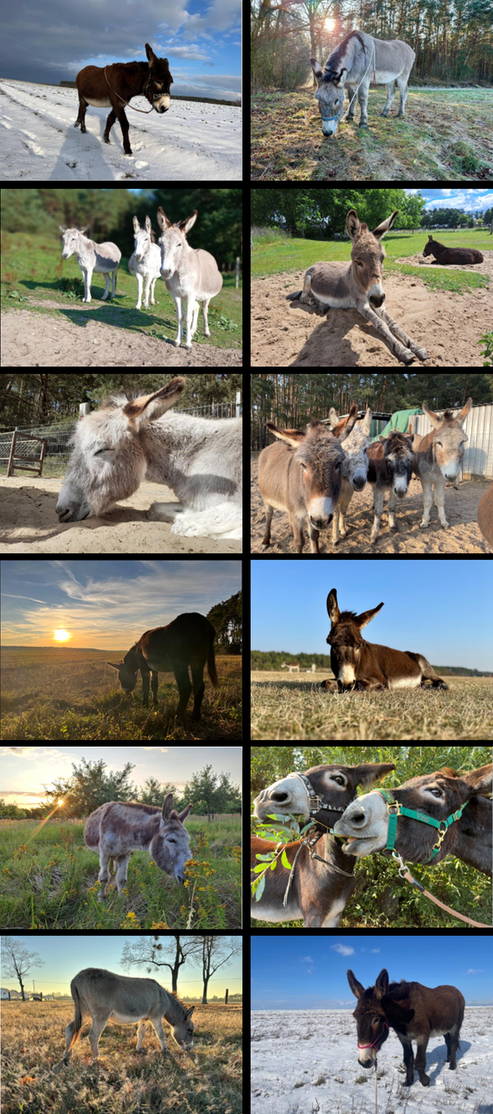 Esel Kalender 2026 alle 1920px