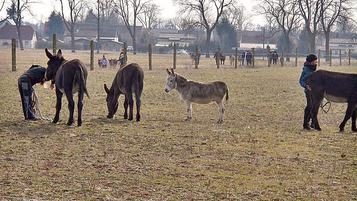 Die Esel kommen auf die Sommerkoppel