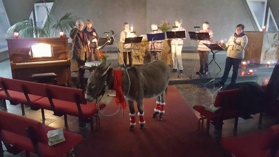 Esel "Sir Henry" bei der Chorprobe Esel