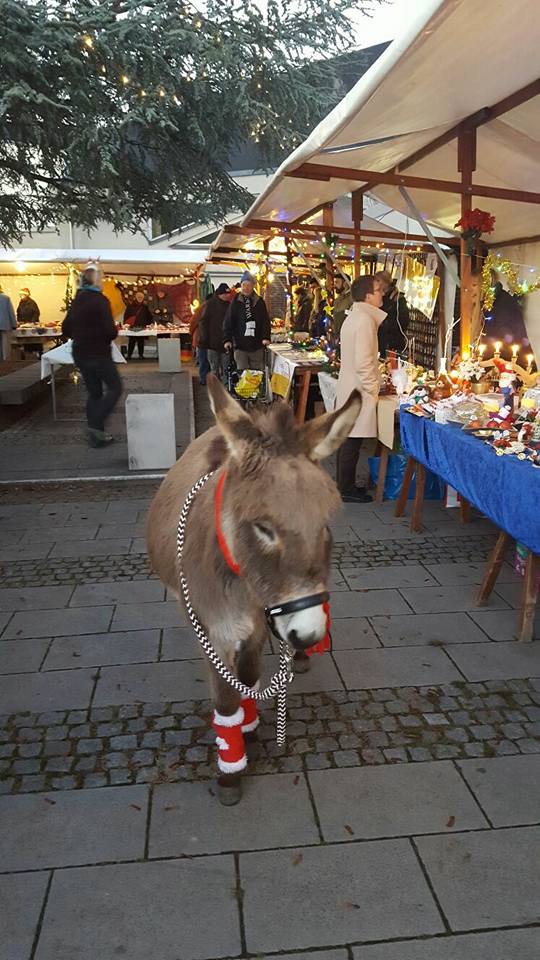 Esel "Sir Henry" betrachtet die Verkaufsstände Esel Sir Henry spaziert über den Weihnachtsmarkt