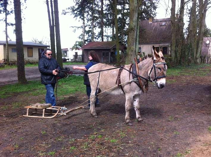 Christine, Pino und Esel Sandor bereiten sich auf das Schlepptraining vor. Gerade erhält Pino noch ein paar letzte Ratsclläge.