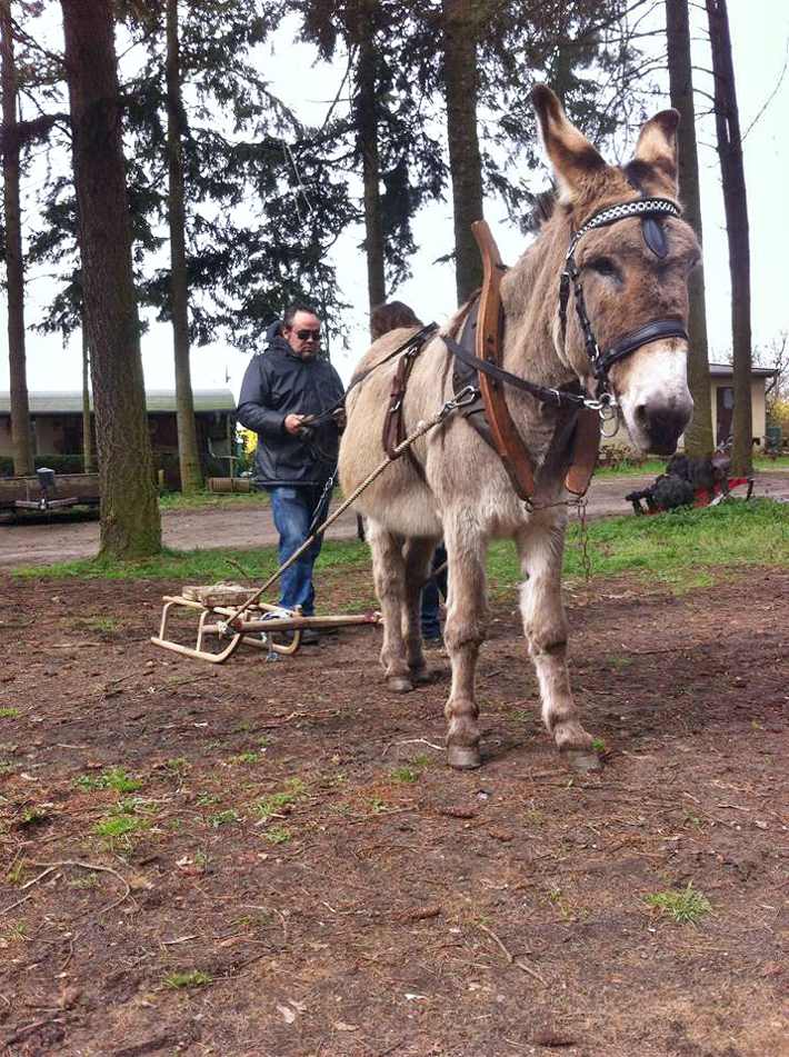 Sandor ist ein Profi und bleibt gelassen - egal was seine Zweibeiner sich von ihm wünschen. Hier wartet er geduldig, bis Eselfreund Pino bereit ist.